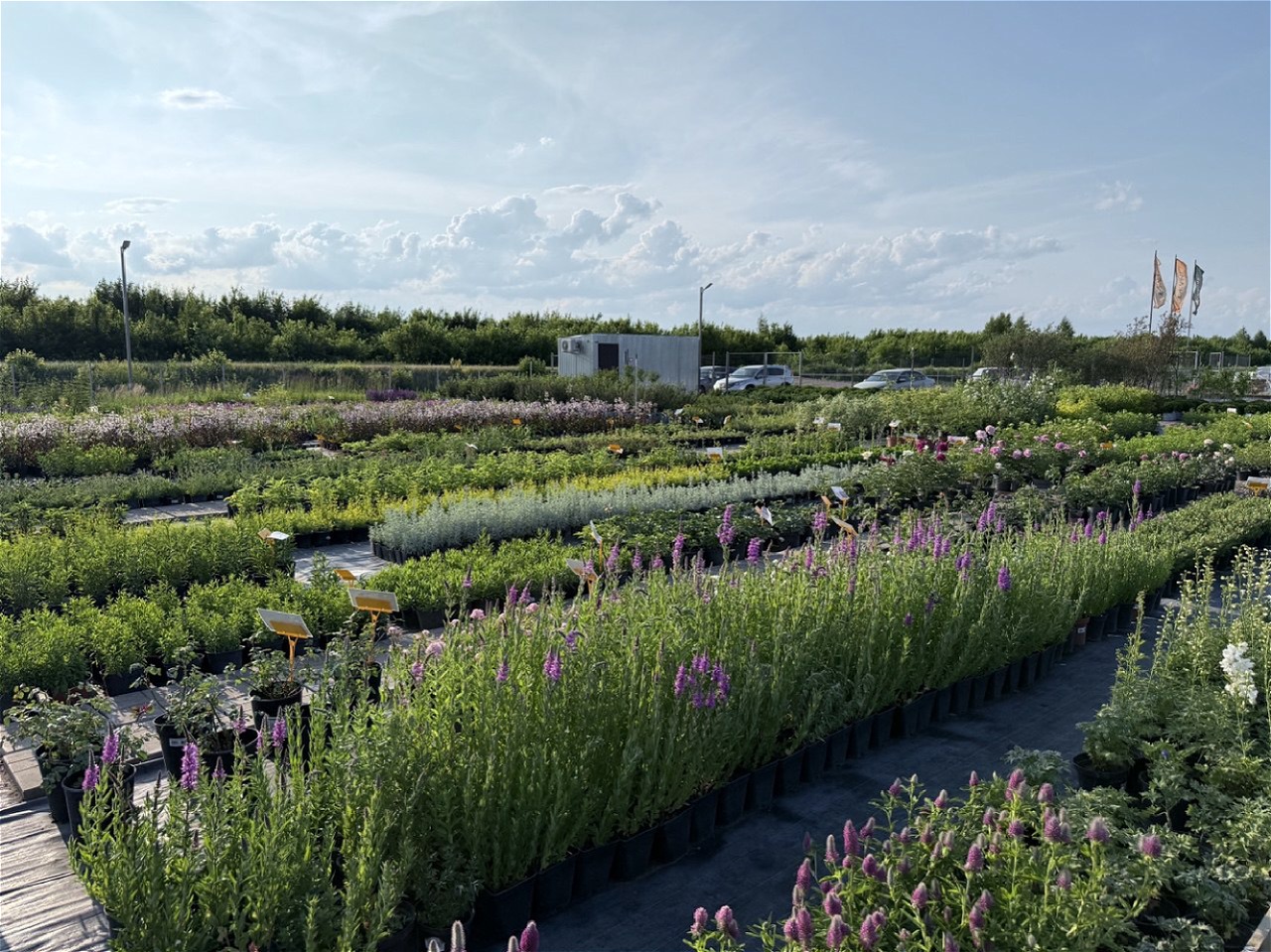 Садовый центр в Чишминском районе становится точкой притяжения садоводов благодаря государственной поддержке